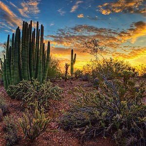 Local Attractions Desert Botanical Garden Image