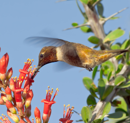 Hummingbird